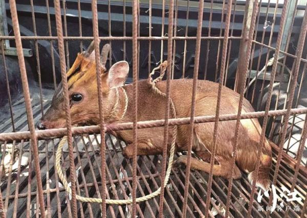 呆萌“野山羊”闯入村民家,竟是国家“三有”保护动物 呆萌“野山羊”闯入村民家,竟是国家“三有”保护动物