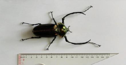 曾被宣布在国内灭绝的彩臂金龟再次现身 曾被宣布在国内灭绝的彩臂金龟再次现身