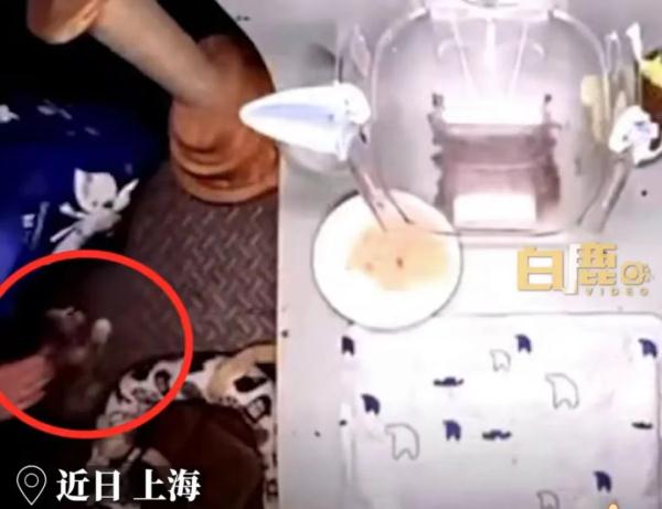 男子“虐猫埋尸”被抓现行！身份曝光！公司：开除，永不录用！