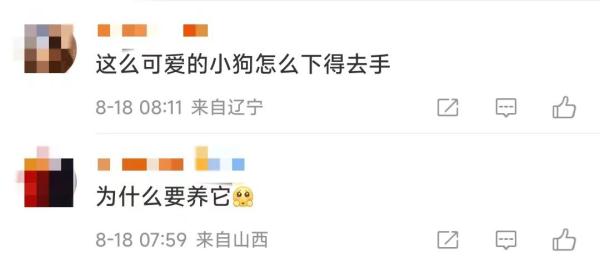 男子将柯基犬抛下楼摔死!"小狗全程没反抗,甚至还在摇尾巴" 男子将柯基犬抛下楼摔死!"小狗全程没反抗,甚至还在摇尾巴"