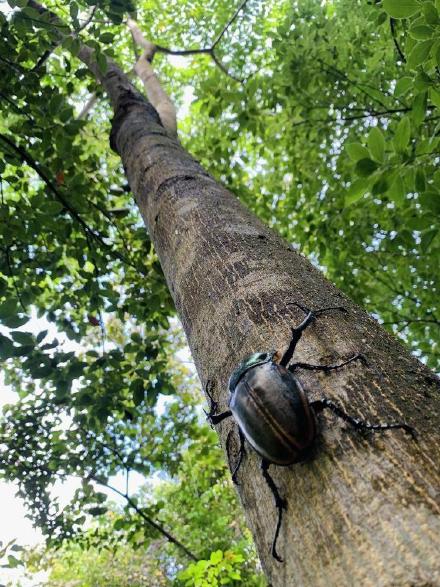 曾被宣布在国内灭绝的彩臂金龟再次现身 曾被宣布在国内灭绝的彩臂金龟再次现身