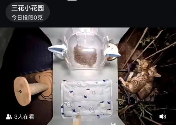 男子“虐猫埋尸”被抓现行！身份曝光！公司：开除，永不录用！