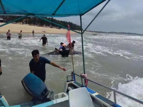 紧急救援！鲸鱼搁浅海滩