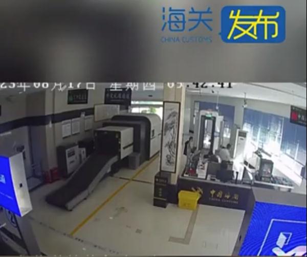 昆明海关查获旅客绑带巢蜂蛹1.295千克