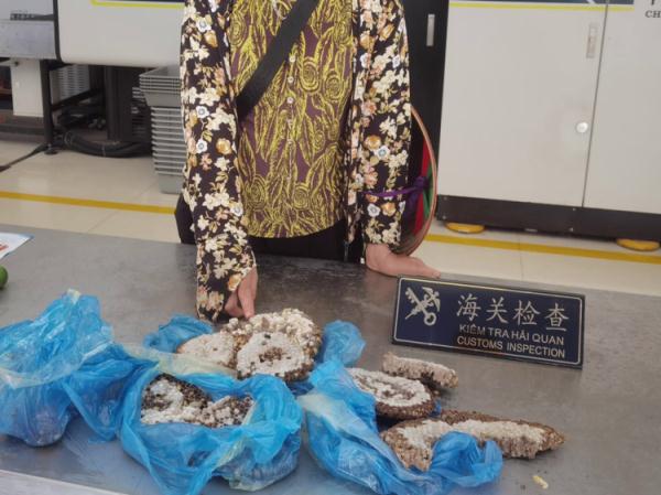 昆明海关所属天保海关查获旅客违规携带带巢蜂蛹