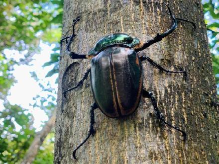 曾被宣布在国内灭绝的彩臂金龟再次现身 曾被宣布在国内灭绝的彩臂金龟再次现身