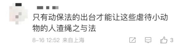 男子“虐猫埋尸”被抓现行！身份曝光！公司：开除，永不录用！