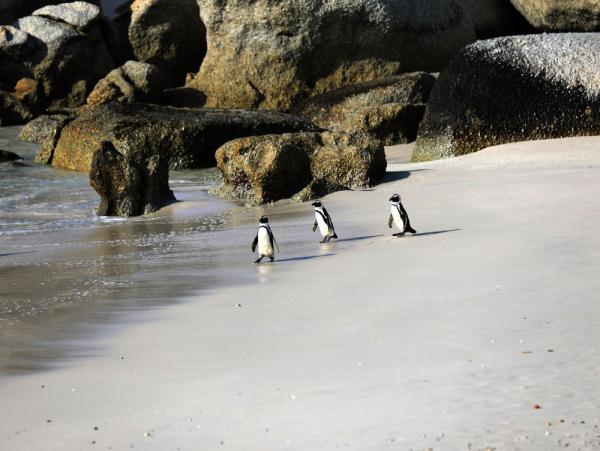 走进非洲企鹅栖息地