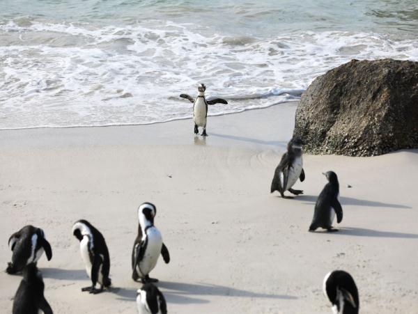 走进非洲企鹅栖息地