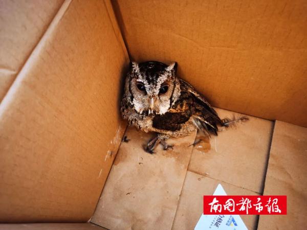 “萌”禽出没！警民携手救助“落难”猫头鹰