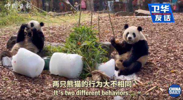 实名羡慕!比利时小哥养过5只大熊猫 实名羡慕!比利时小哥养过5只大熊猫