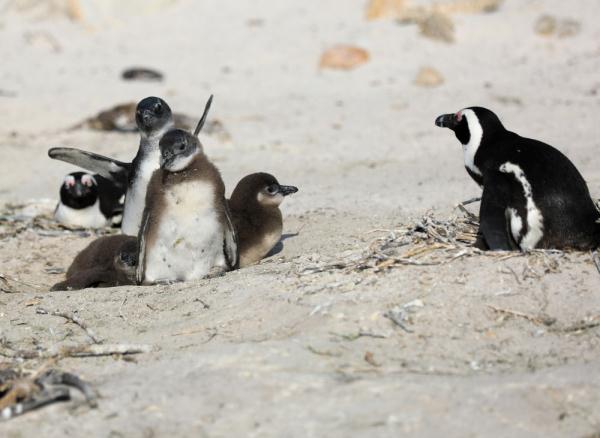 走进非洲企鹅栖息地