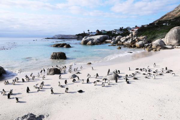 走进非洲企鹅栖息地