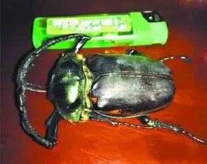 “金龟”现身广东！