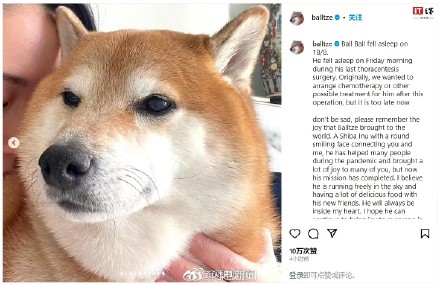 废柴表情包柴犬离世， 主人回应：请记得它为这个世界带来的欢乐
