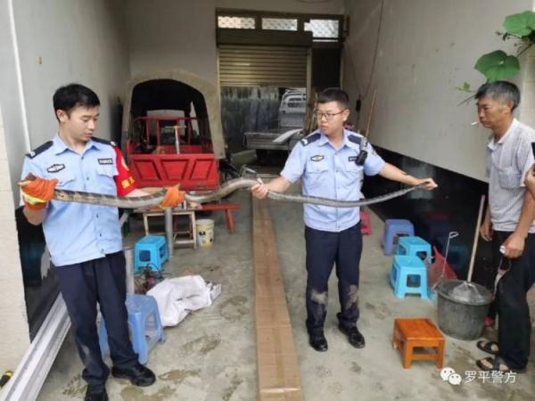眼镜蛇“误闯”厨房,还好民警及时赶到 眼镜蛇“误闯”厨房,还好民警及时赶到
