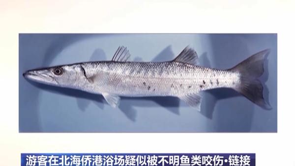 广西北海，咬伤游客的不明生物到底是什么？