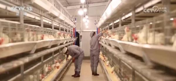 我国畜禽核心种源自给率超75% 资源保护体系更加完善 我国畜禽核心种源自给率超75% 资源保护体系更加完善