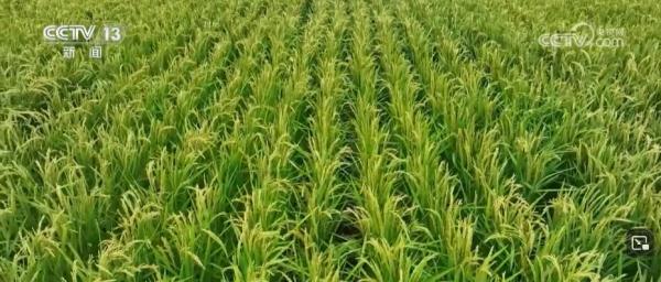 我国畜禽核心种源自给率超75% 资源保护体系更加完善 我国畜禽核心种源自给率超75% 资源保护体系更加完善