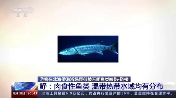 专家推测：北海咬伤游客的可能是这种鱼类