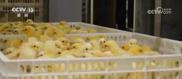 我国畜禽核心种源自给率超75% 资源保护体系更加完善 我国畜禽核心种源自给率超75% 资源保护体系更加完善