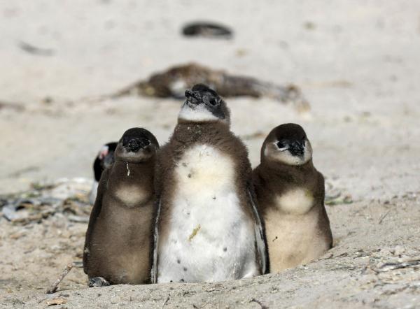 走进非洲企鹅栖息地