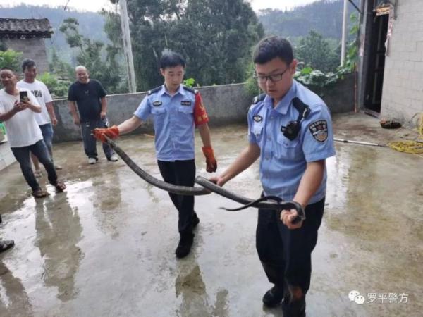 眼镜蛇“误闯”厨房,还好民警及时赶到 眼镜蛇“误闯”厨房,还好民警及时赶到