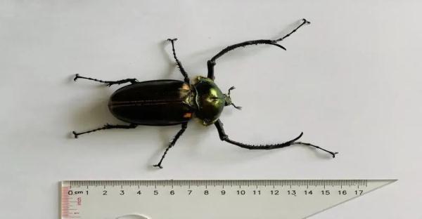 “金龟”现身广东！