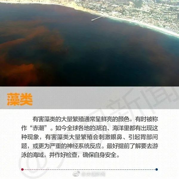 在海边看见这些海洋生物,必须拔腿就跑! 在海边看见这些海洋生物,必须拔腿就跑!