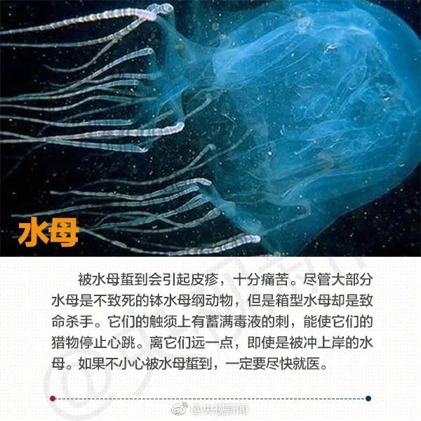 在海边看见这些海洋生物,必须拔腿就跑! 在海边看见这些海洋生物,必须拔腿就跑!