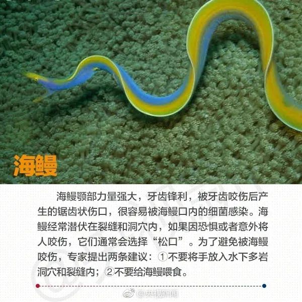 在海边看见这些海洋生物,必须拔腿就跑! 在海边看见这些海洋生物,必须拔腿就跑!