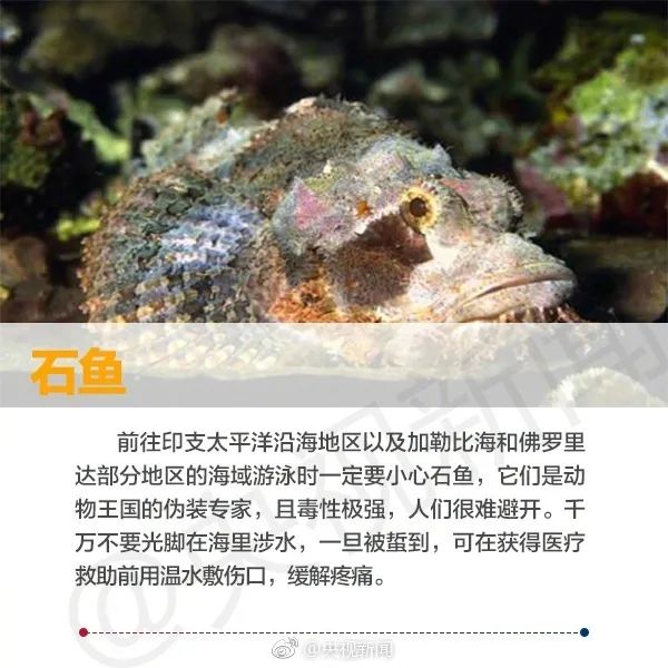 在海边看见这些海洋生物,必须拔腿就跑! 在海边看见这些海洋生物,必须拔腿就跑!