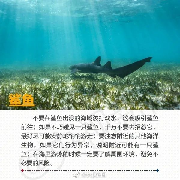 在海边看见这些海洋生物,必须拔腿就跑! 在海边看见这些海洋生物,必须拔腿就跑!