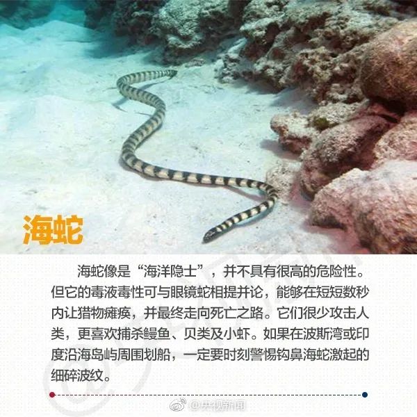 在海边看见这些海洋生物,必须拔腿就跑! 在海边看见这些海洋生物,必须拔腿就跑!