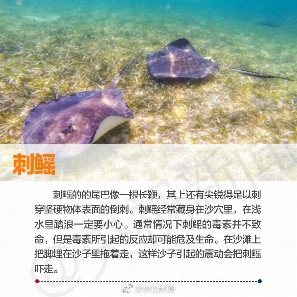 在海边看见这些海洋生物,必须拔腿就跑! 在海边看见这些海洋生物,必须拔腿就跑!
