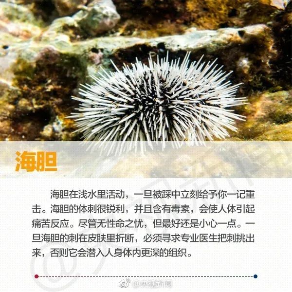 在海边看见这些海洋生物,必须拔腿就跑! 在海边看见这些海洋生物,必须拔腿就跑!