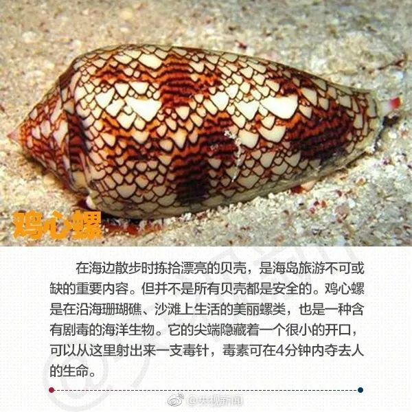 在海边看见这些海洋生物,必须拔腿就跑! 在海边看见这些海洋生物,必须拔腿就跑!