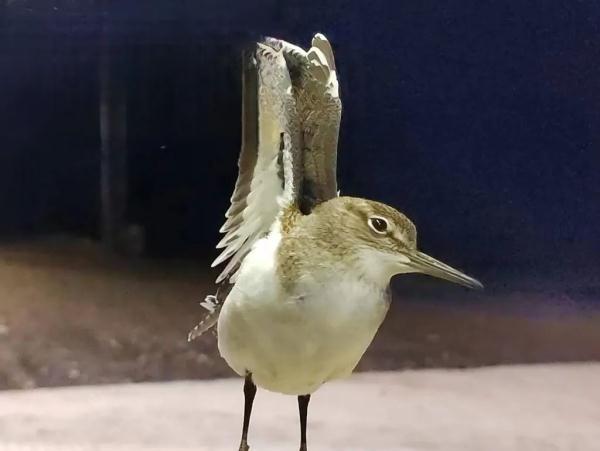 看!黑龙江一地突现大量“夜光鸟”! 看!黑龙江一地突现大量“夜光鸟”!