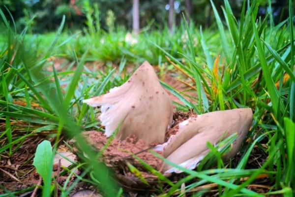 稀奇!云南这所学校连续13年长鸡枞 稀奇!云南这所学校连续13年长鸡枞