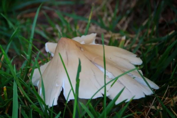 稀奇!云南这所学校连续13年长鸡枞 稀奇!云南这所学校连续13年长鸡枞