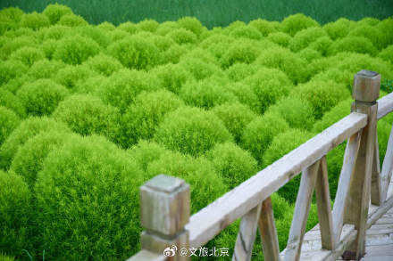 养眼！奥森公园地肤草郁郁葱葱毛茸茸