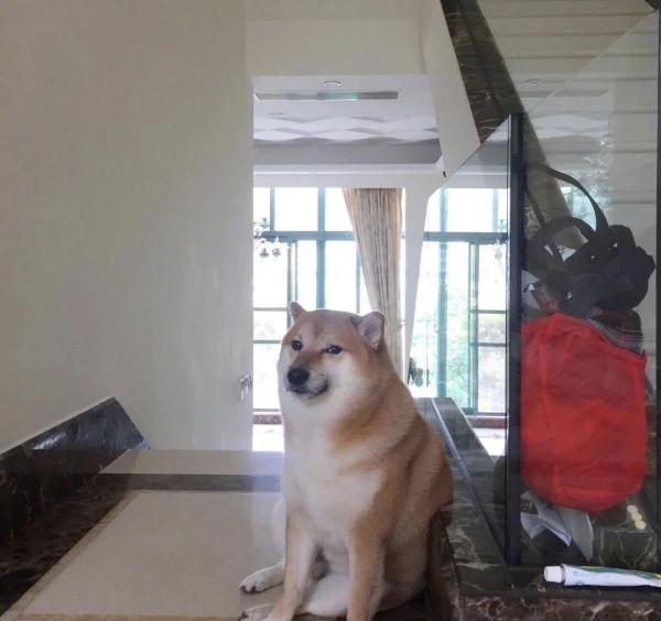 网红柴犬手术中去世！很多人爱用它的表情包……