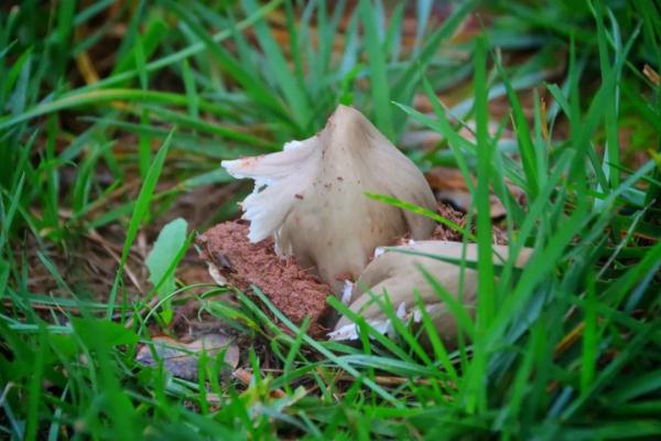 稀奇!云南这所学校连续13年长鸡枞 稀奇!云南这所学校连续13年长鸡枞