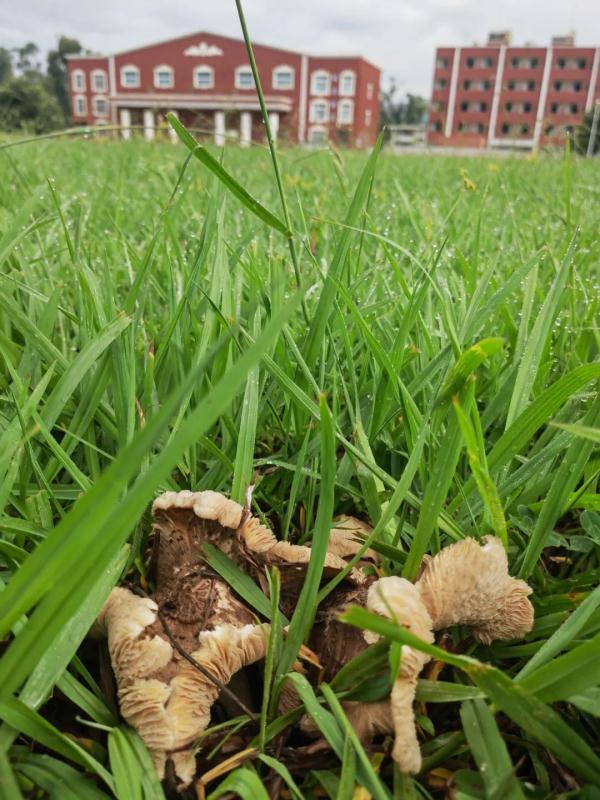 稀奇!云南这所学校连续13年长鸡枞 稀奇!云南这所学校连续13年长鸡枞