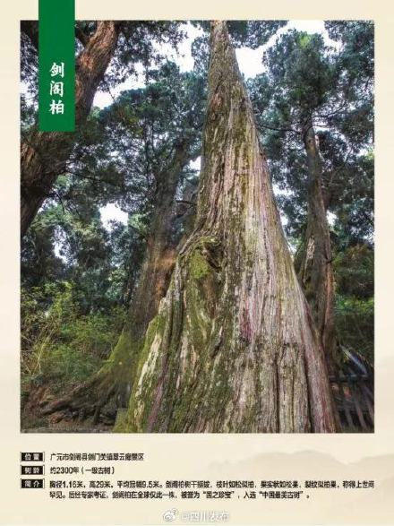 71578株!四川古树名木名录发布 71578株!四川古树名木名录发布
