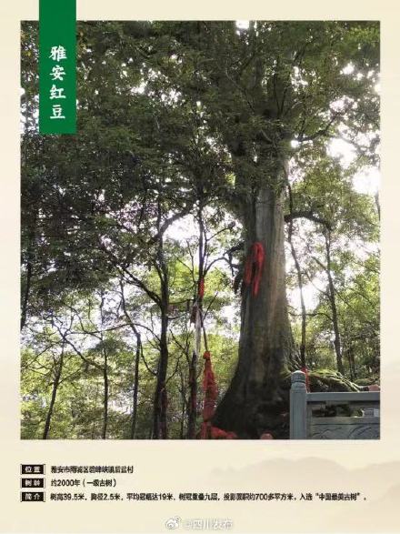71578株!四川古树名木名录发布 71578株!四川古树名木名录发布
