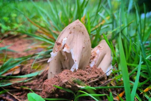 稀奇!云南这所学校连续13年长鸡枞 稀奇!云南这所学校连续13年长鸡枞