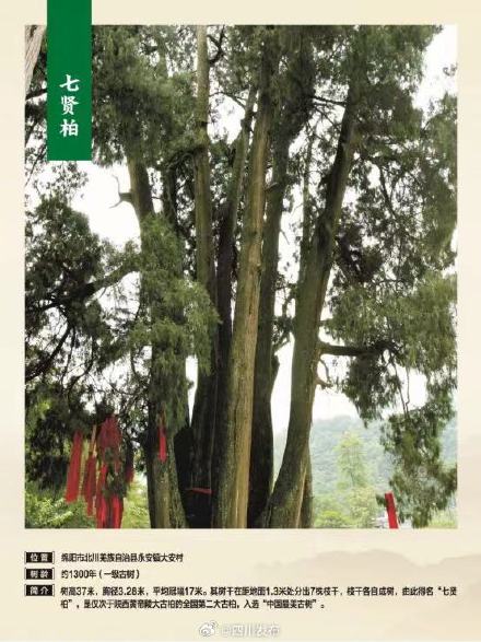71578株!四川古树名木名录发布 71578株!四川古树名木名录发布