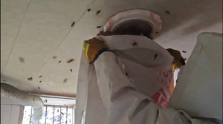 头皮发麻！重庆一居民家里惊现1米多长的马蜂窝