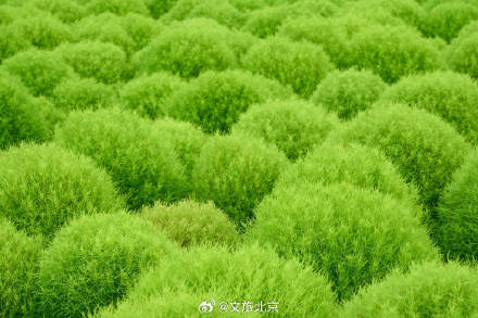 养眼！奥森公园地肤草郁郁葱葱毛茸茸